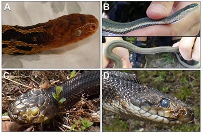 Revisiting Ophidiomycosis (Snake Fungal Disease) After a Decade of Targeted Research